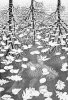 M.C. Escher art print