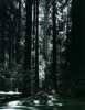 Ansel Adams art print