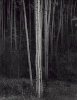 Ansel Adams art print