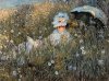 Claude Monet art print