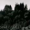 Ansel Adams art print
