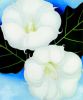 Georgia O'Keeffe art print