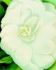Georgia O'Keeffe art print