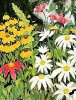 Eleonore Baur-Brinkman art print