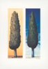 Folkert Rasch art print