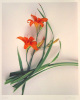 Gerhard Treichel art print