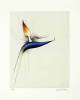 Paul Wunderlich art print