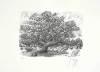 Guenter Grass art print