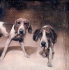 Mandie Haywood art print
