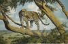 Anthony Gibbs art print