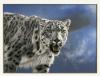 Anthony Gibbs art print