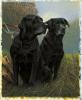 Nigel Hemming art print