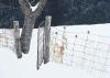 Robert Bateman art print