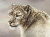Kalon Baughan art print