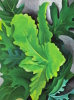 Georgia O'Keeffe art print