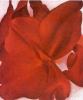 Georgia O'Keeffe art print