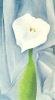 Georgia O'Keeffe art print