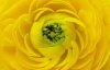 Barbara Bordnick art print