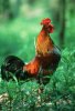 Koch & Wolf art print