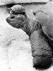 John Drysdale art print