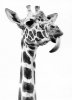 Walter Sittig art print
