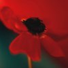 Jane Ann Butler art print