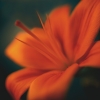 Jane Ann Butler art print