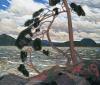 Tom Thomson art print
