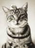 Rachael Hale art print
