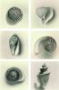 Graeme Harris art print