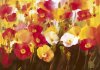 Ann Neate art print