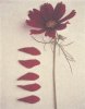 Deborah Schenk art print