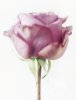 Howard Sooley art print