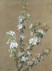 Jean Benner art print