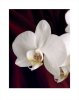 Deborah Schenk art print