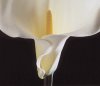 Robert Mapplethorpe art print