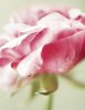 Laura Evans art print