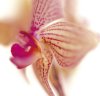 Caroline Purday art print