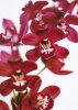 Caroline Purday art print