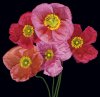 Sharon Beals art print