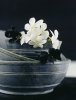 Anke Schuetz art print