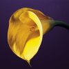 Robert Mapplethorpe art print