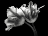 David Chow art print