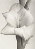 James Pitts art print