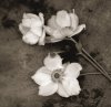 Heather Johnston art print
