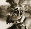 Dana Buckley art print