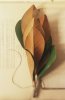 Carol Kaplan art print