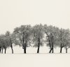 Josef Hoflehner art print