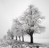 Josef Hoflehner art print