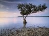 Art Wolfe art print